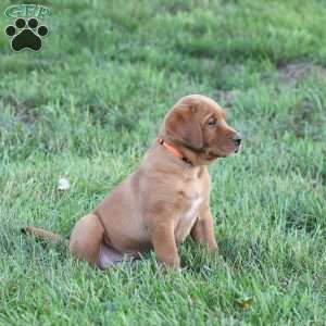 Domino, Fox Red Labrador Retriever Puppy